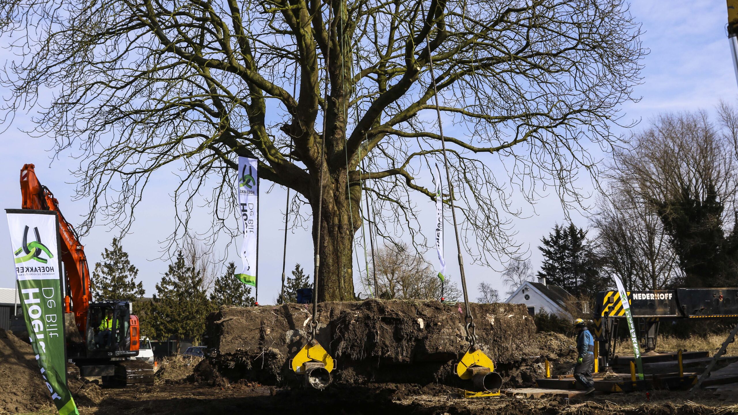 Hoefakker boomverplanting monumentale boom Breukelen