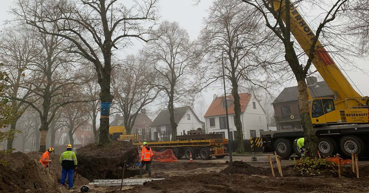 Hoefakker boomverplanting vijf lindebomen Vught